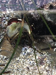 Pagurus granosimanus