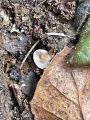 Gymnopus brassicolens