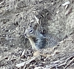Otospermophilus beecheyi