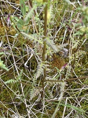 Pedicularis parviflora