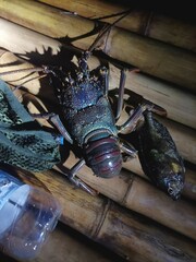 Panulirus penicillatus