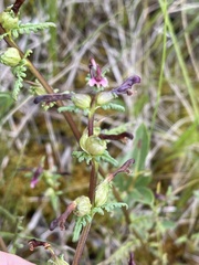 Pedicularis parviflora