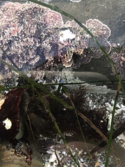 Pagurus granosimanus