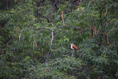 Furnarius leucopus
