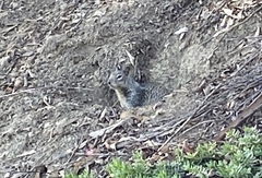 Otospermophilus beecheyi