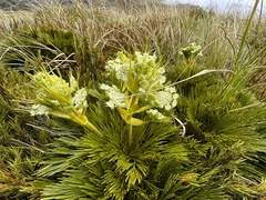Aciphylla divisa