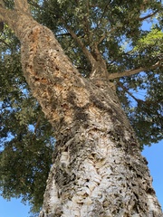 Quercus suber