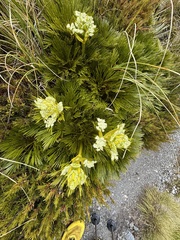 Aciphylla divisa