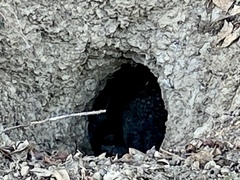 Otospermophilus beecheyi