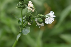 Gymnocoronis spilanthoides