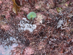 Anthopleura xanthogrammica