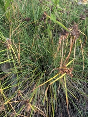 Cyperus papyrus