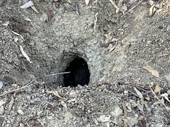 Otospermophilus beecheyi