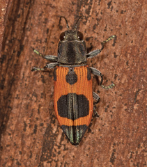 Nascioides parryi