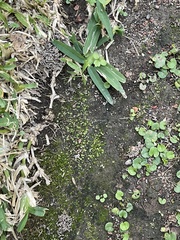 Fissidens bryoides