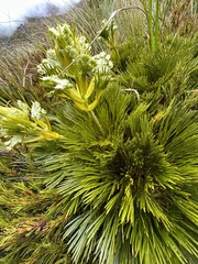 Aciphylla divisa