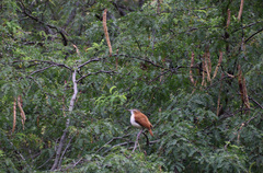 Furnarius leucopus
