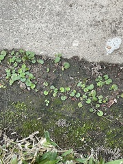 Fissidens bryoides