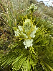 Aciphylla divisa