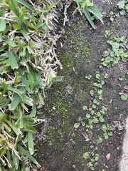 Fissidens bryoides