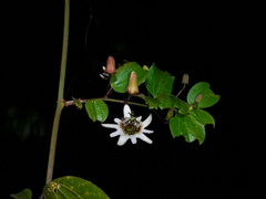 Passiflora alnifolia