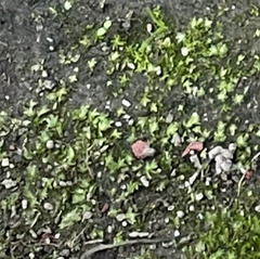 Fissidens bryoides