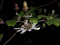 Passiflora alnifolia
