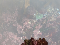 Anthopleura xanthogrammica