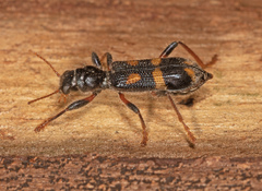 Neoscrobiger patricius