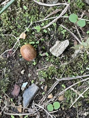 Fissidens bryoides