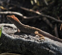 Anolis sagrei