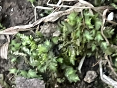 Fissidens bryoides