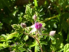 Rubus parvifolius