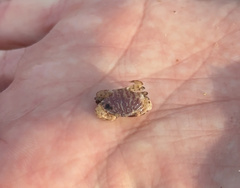 Cycloxanthops novemdentatus