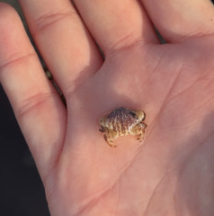 Cycloxanthops novemdentatus