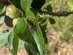 Echthromorpha