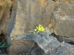 Biscutella laevigata