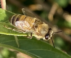 Apis mellifera