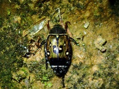 Spinanomala psilopyga