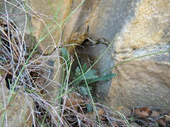 Biscutella laevigata