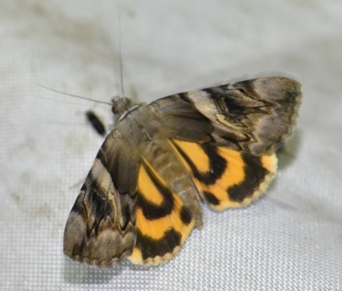 Catocala fulminea
