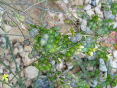 Biscutella laevigata