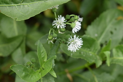 Gymnocoronis spilanthoides