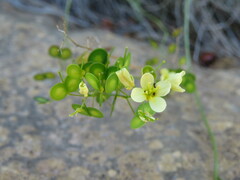 Biscutella laevigata
