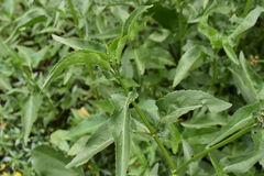 Gymnocoronis spilanthoides