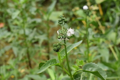 Gymnocoronis spilanthoides