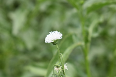 Gymnocoronis spilanthoides