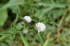 Gymnocoronis spilanthoides