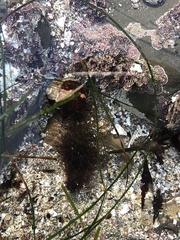 Pagurus granosimanus