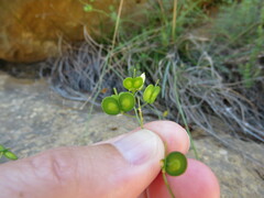 Biscutella laevigata
